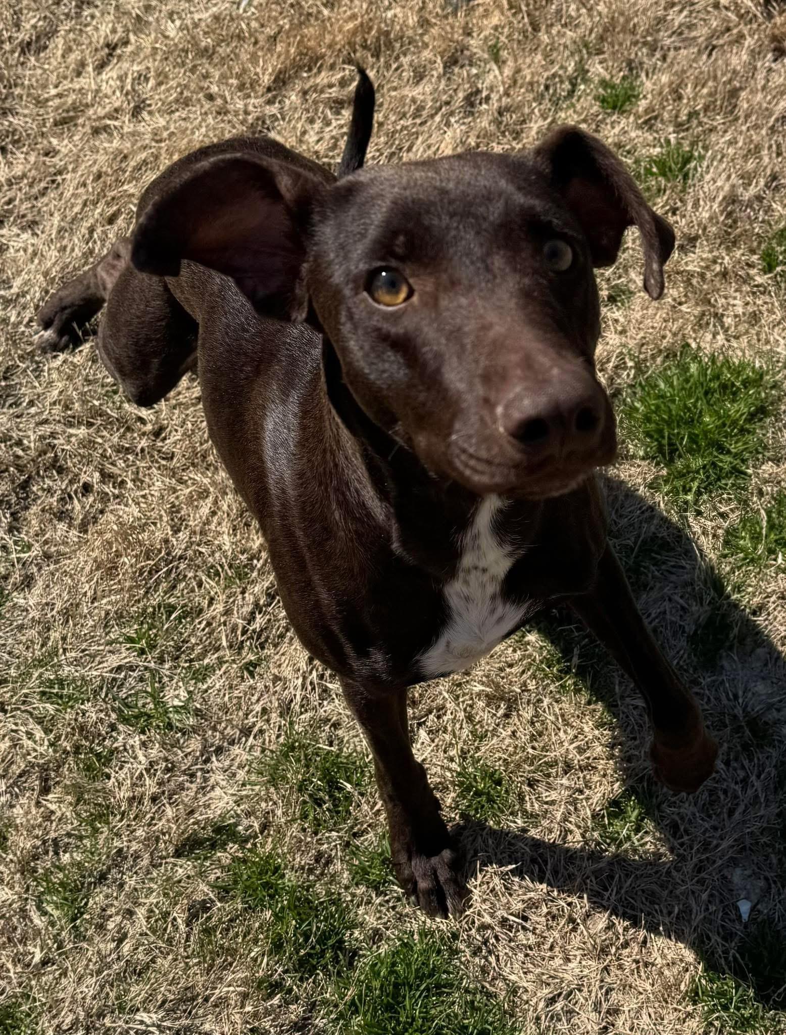 Nina, an adopted mixed breed in Monroeville , PA image 1/5