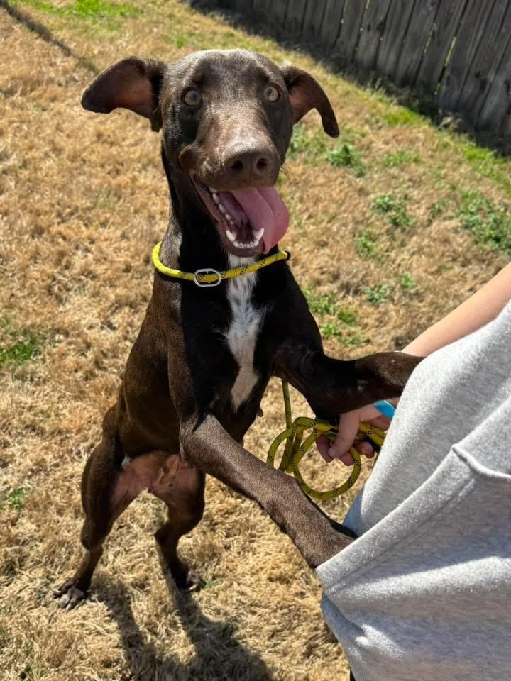 Nina, an adopted mixed breed in Monroeville , PA image 4/5