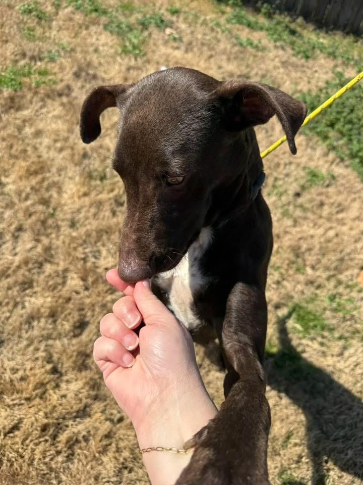 Nina, an adopted mixed breed in Monroeville , PA image 5/5