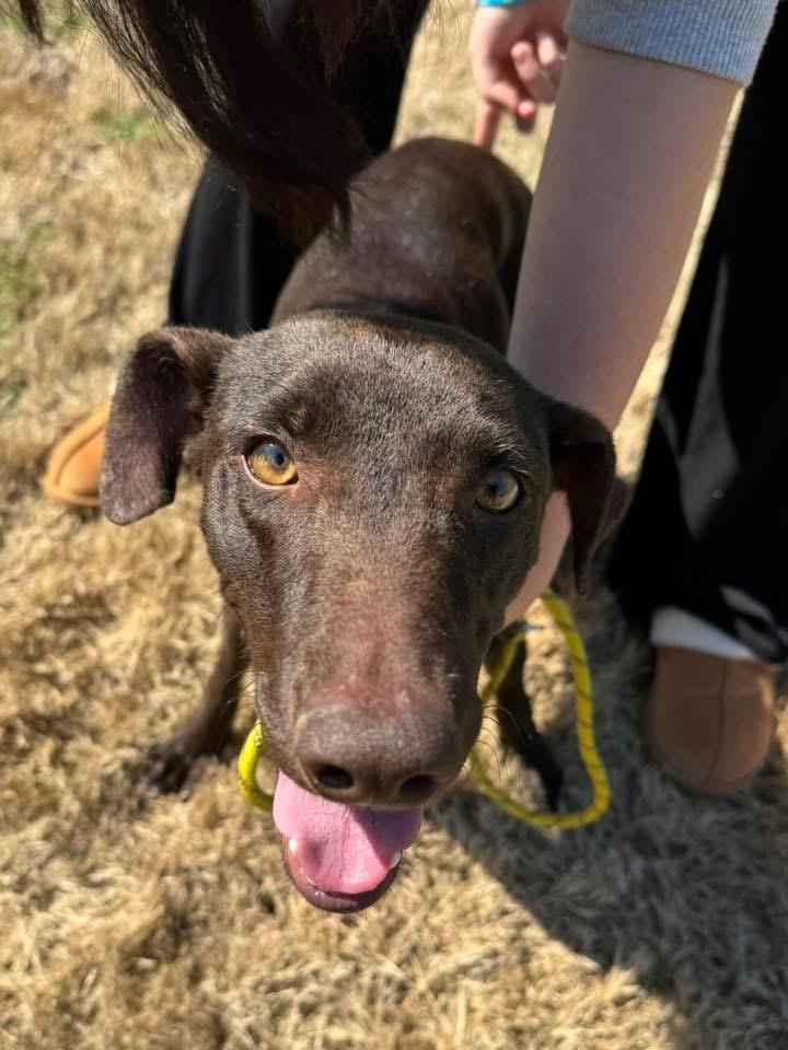 Nina, an adopted mixed breed in Monroeville , PA image 3/5