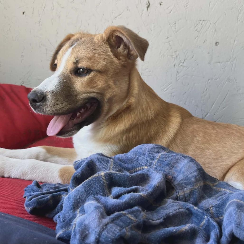 Gemma, Adoptable, Young Female Mixed Breed.