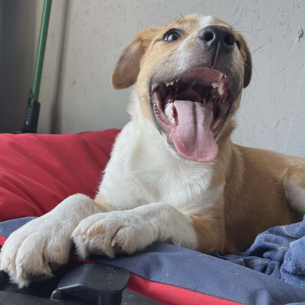Gemma, a Adoptable Mixed Breed in Boone, IA image 2/4