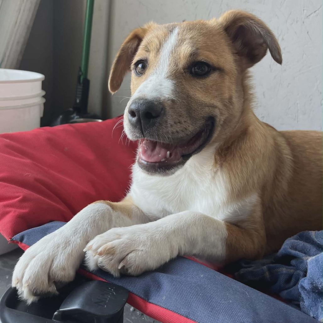 Gemma, a Adoptable Mixed Breed in Boone, IA image 3/4