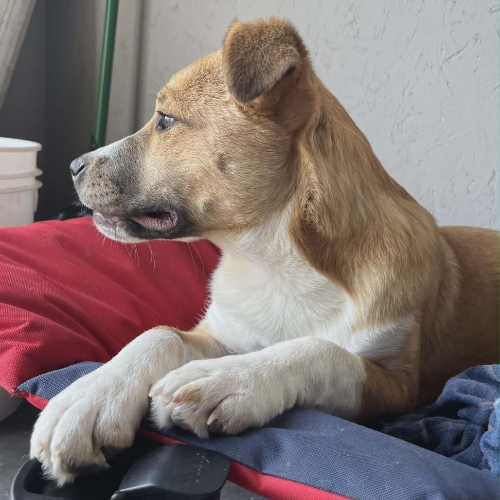 Gemma, a Adoptable Mixed Breed in Boone, IA image 4/4