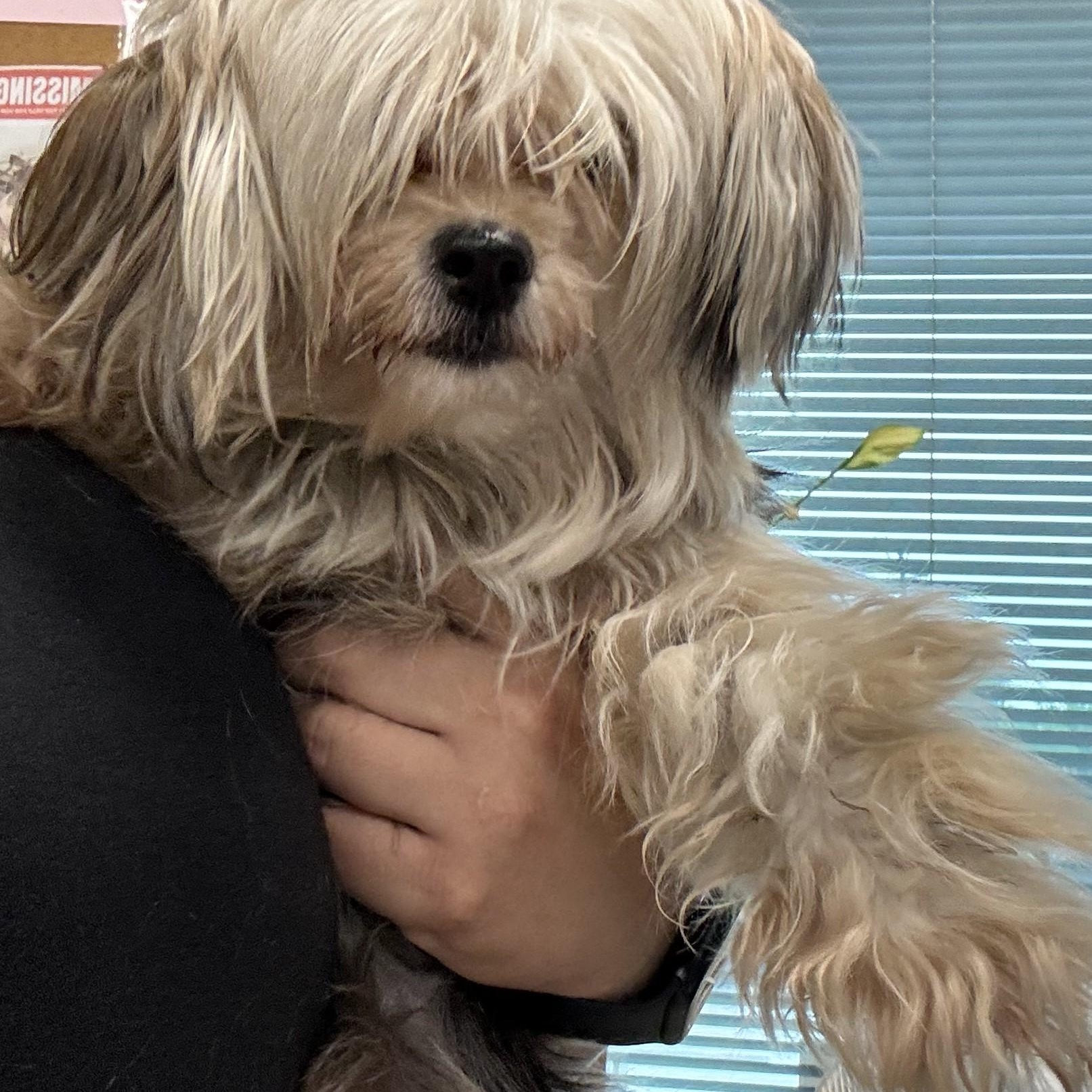 Enlarge Bridgett, an adopted mixed breed in Converse, TX image 1/1