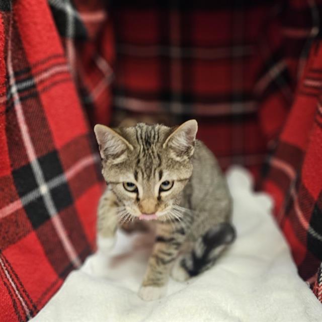 MISCHIEF, Adoptable, Kitten Male Domestic Short Hair.