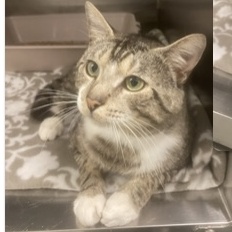 Broccoli, Adopted, Adult Male Domestic Short Hair.