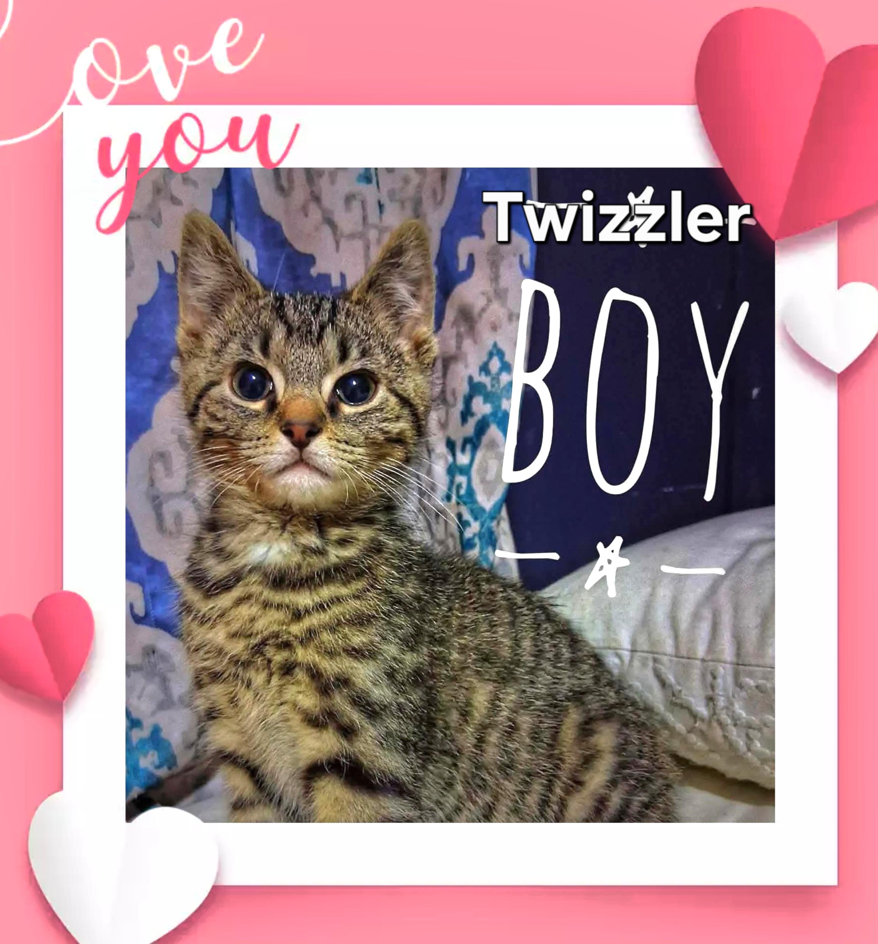 TWIZZLER-Sweetie 12wk, adopted, Kitten Male Domestic Short Hair.