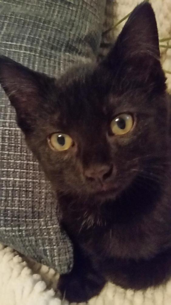 Java Chip, Adopted, Kitten Male Domestic Short Hair & Domestic Short Hair.