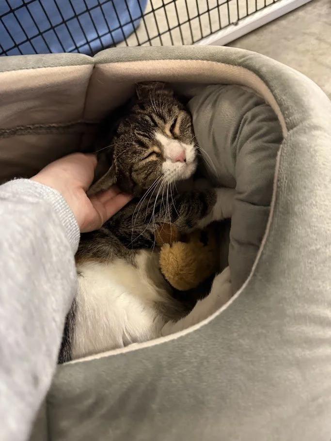 Enlarge Snow White, an adopted Domestic Short Hair in Winona, MN image 4/6