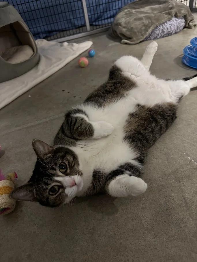 Enlarge Snow White, an adopted Domestic Short Hair in Winona, MN image 3/6