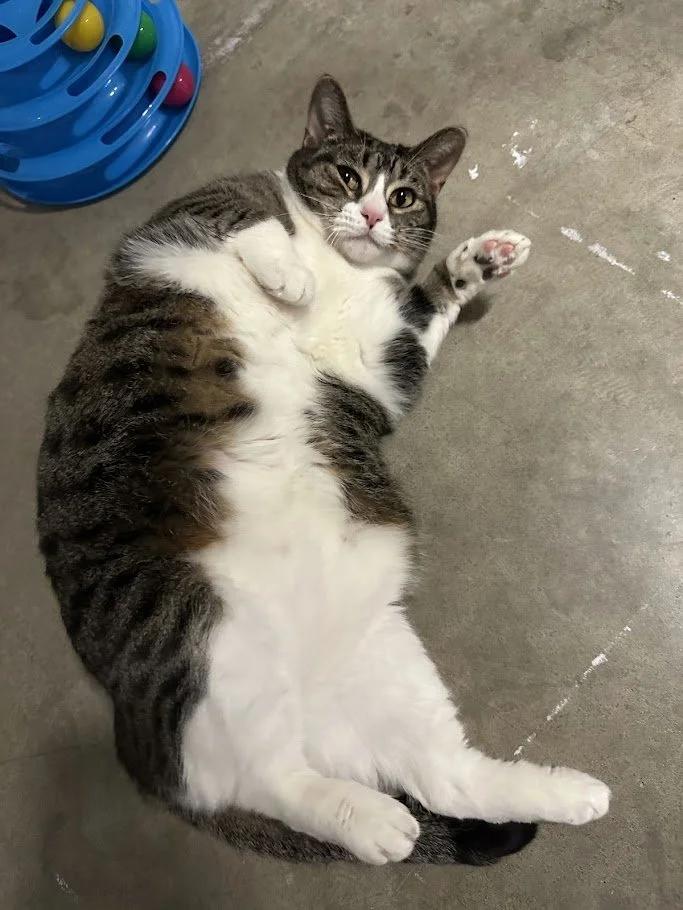 Enlarge Snow White, an adopted Domestic Short Hair in Winona, MN image 1/6