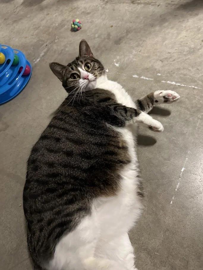 Enlarge Snow White, an adopted Domestic Short Hair in Winona, MN image 5/6