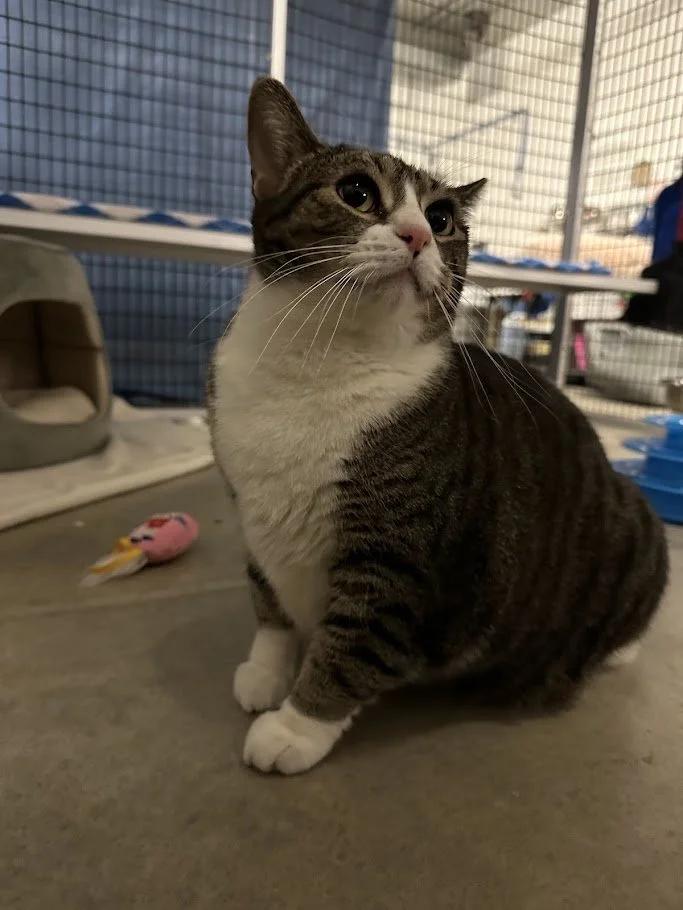 Enlarge Snow White, an adopted Domestic Short Hair in Winona, MN image 6/6