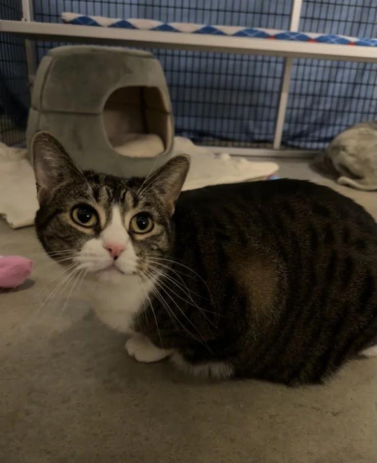 Enlarge Snow White, an adopted Domestic Short Hair in Winona, MN image 2/6