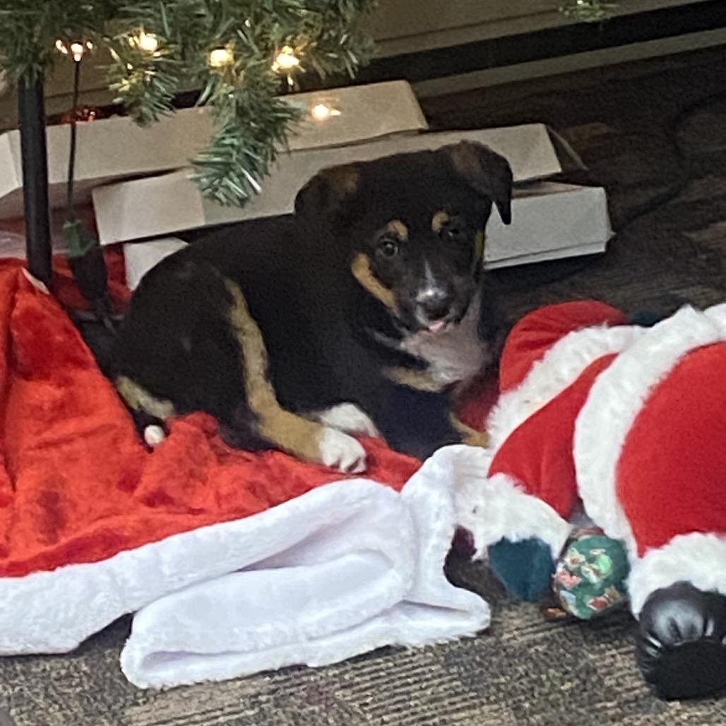 Brody, Adoptable, Puppy Male Shepherd & Bernese Mountain Dog.