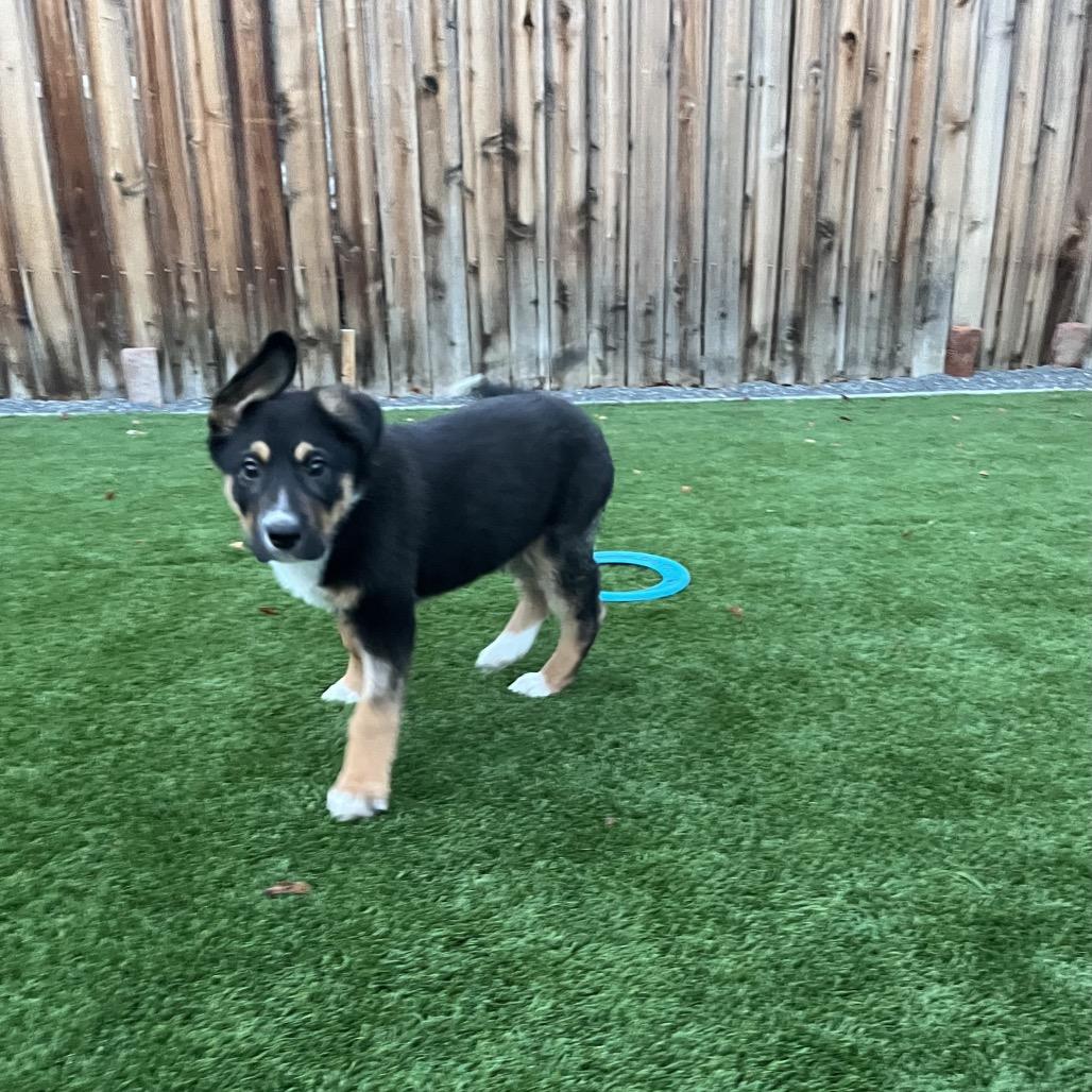Enlarge Brody, a Adoptable mixed breed in Cashmere, WA image 2/5