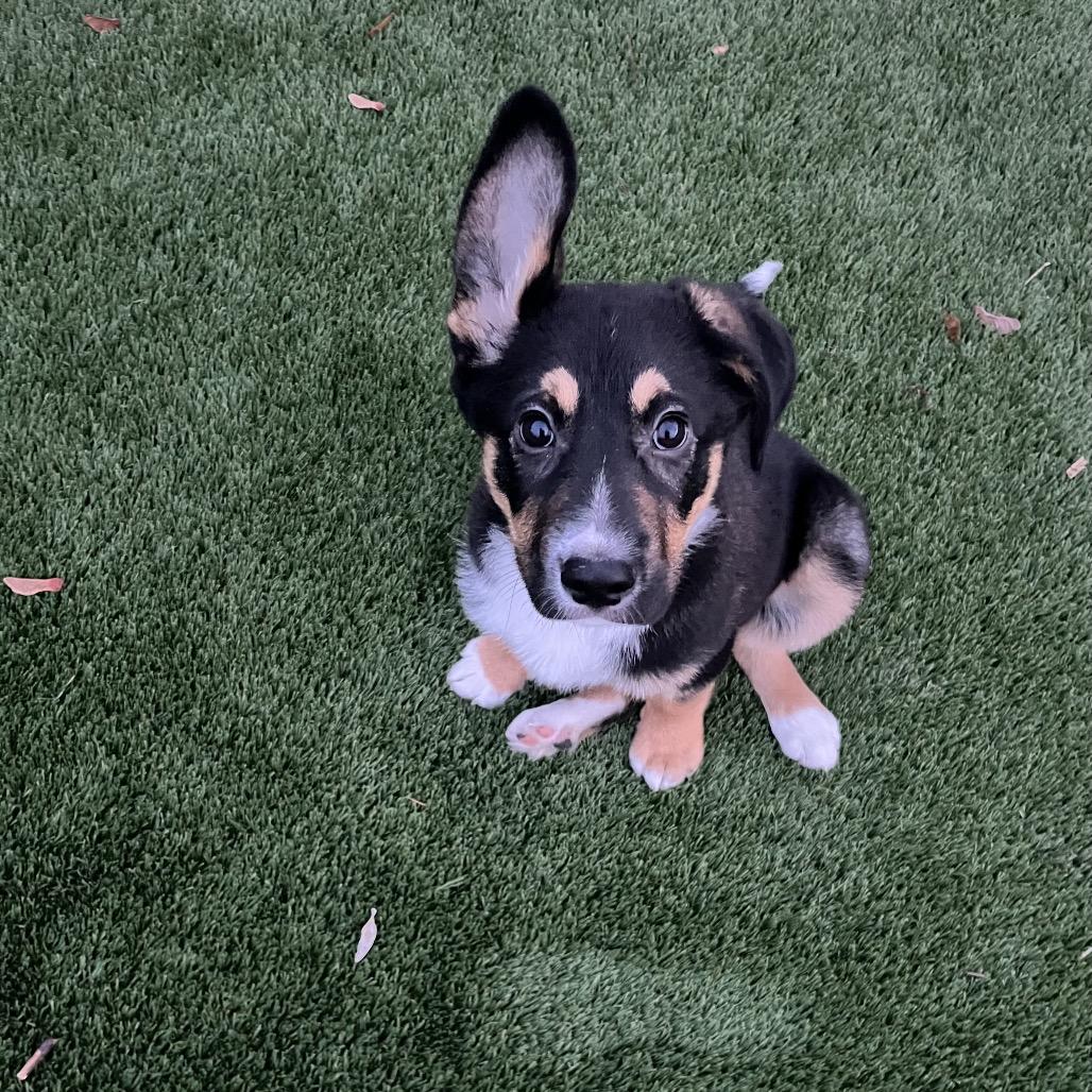 Enlarge Brody, a Adoptable mixed breed in Cashmere, WA image 3/5