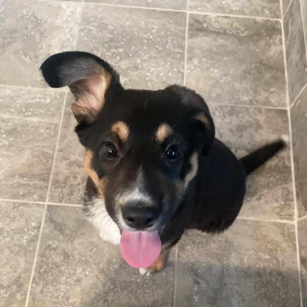 Enlarge Brody, a Adoptable mixed breed in Cashmere, WA image 5/5