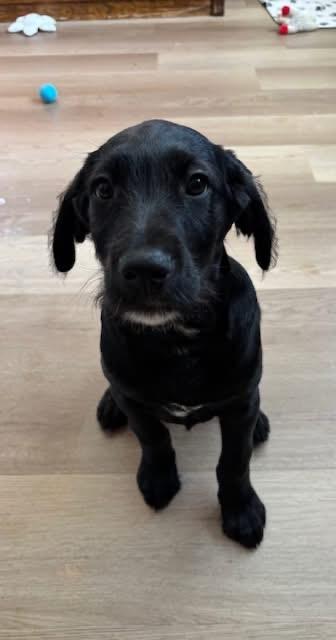 Enlarge Rachel Jackson , an adopted mixed breed in Orland Park, IL image 2/2