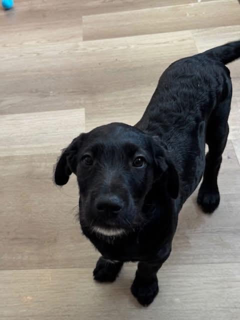 Enlarge Rachel Jackson , an adopted mixed breed in Orland Park, IL image 1/2