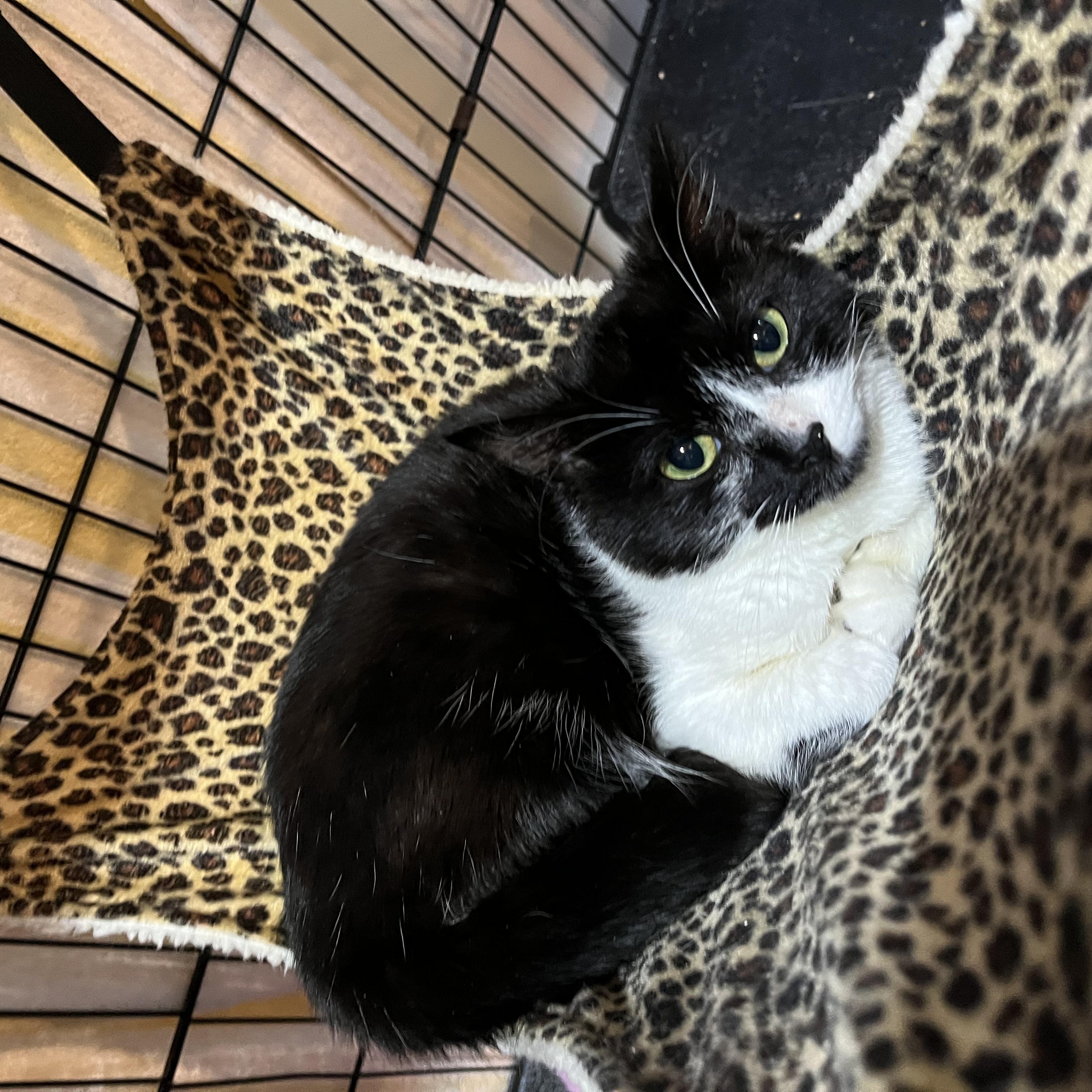 Enlarge Buttons, a ADOPTABLE Domestic Short Hair in Salisbury, MA image 4/4