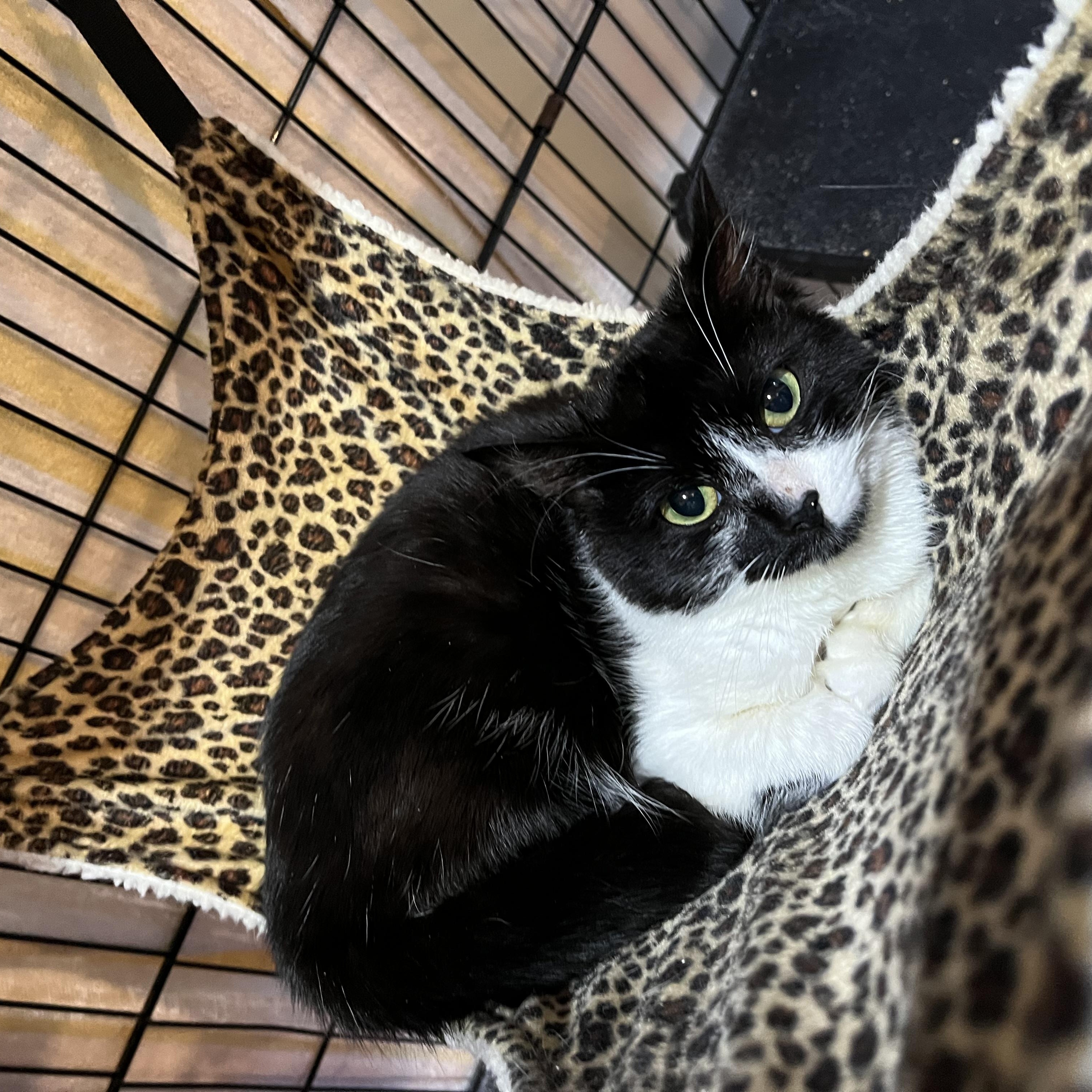 Enlarge Buttons, a ADOPTABLE Domestic Short Hair in Salisbury, MA image 2/4