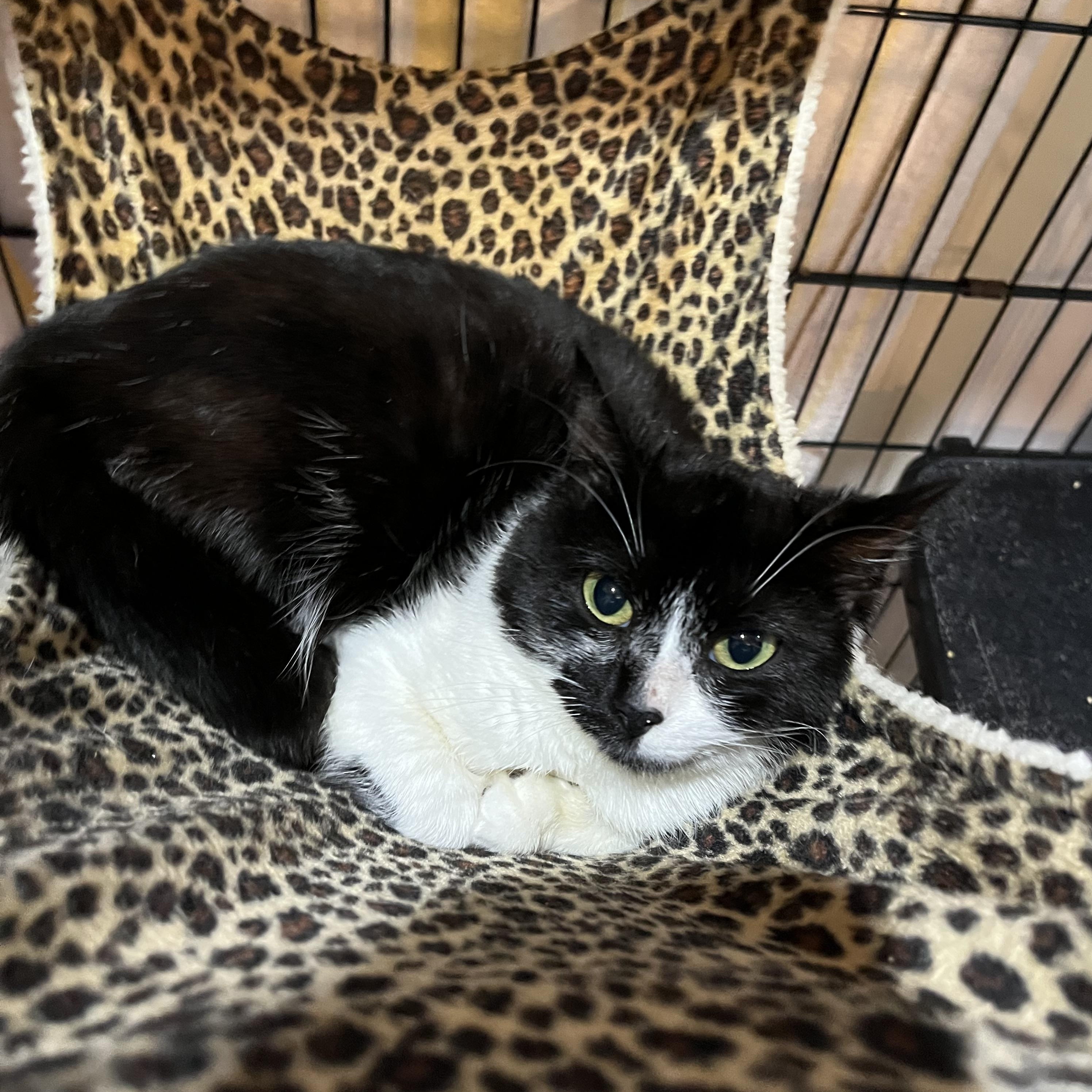 Enlarge Buttons, a ADOPTABLE Domestic Short Hair in Salisbury, MA image 3/4