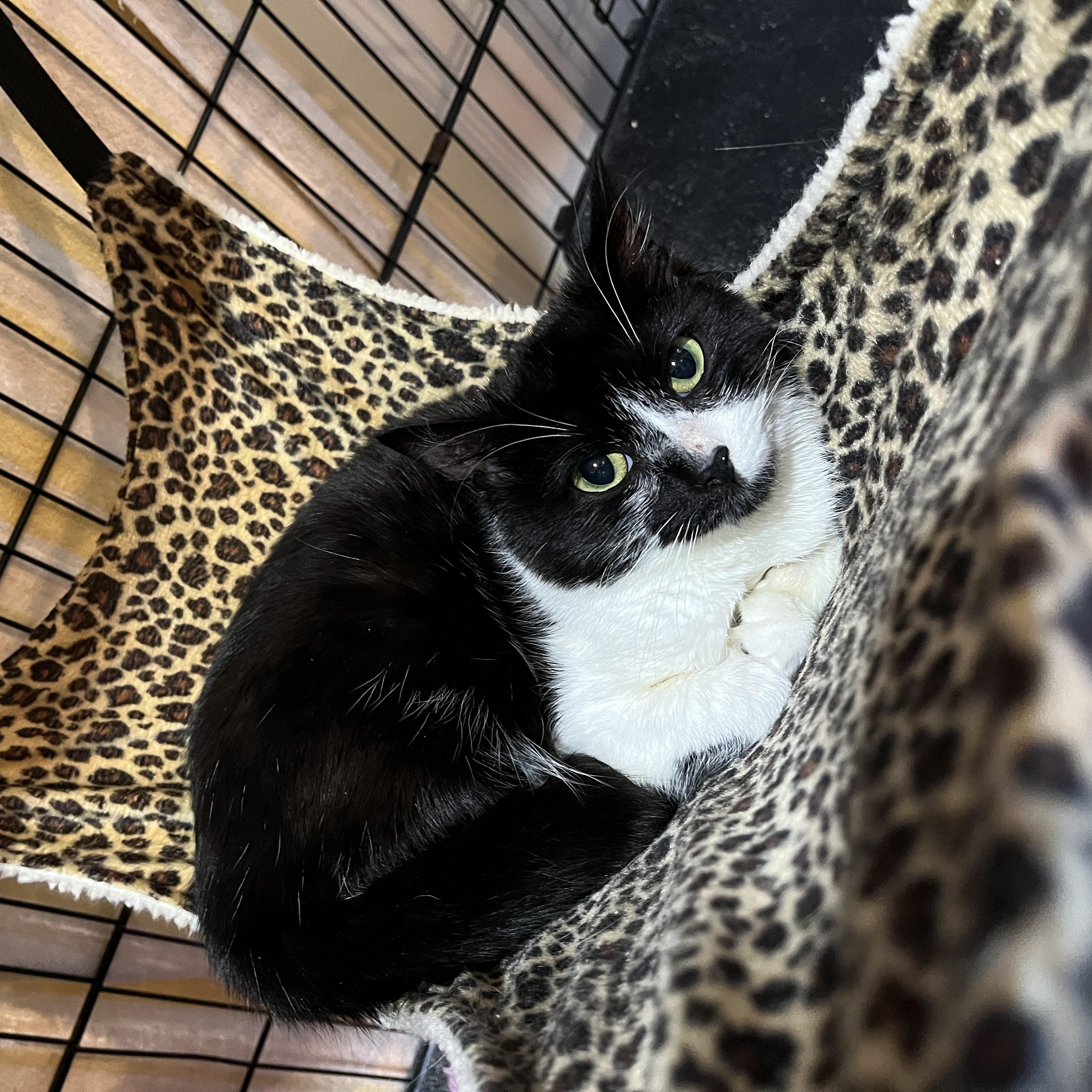 Buttons, ADOPTABLE, Kitten Female Domestic Short Hair.