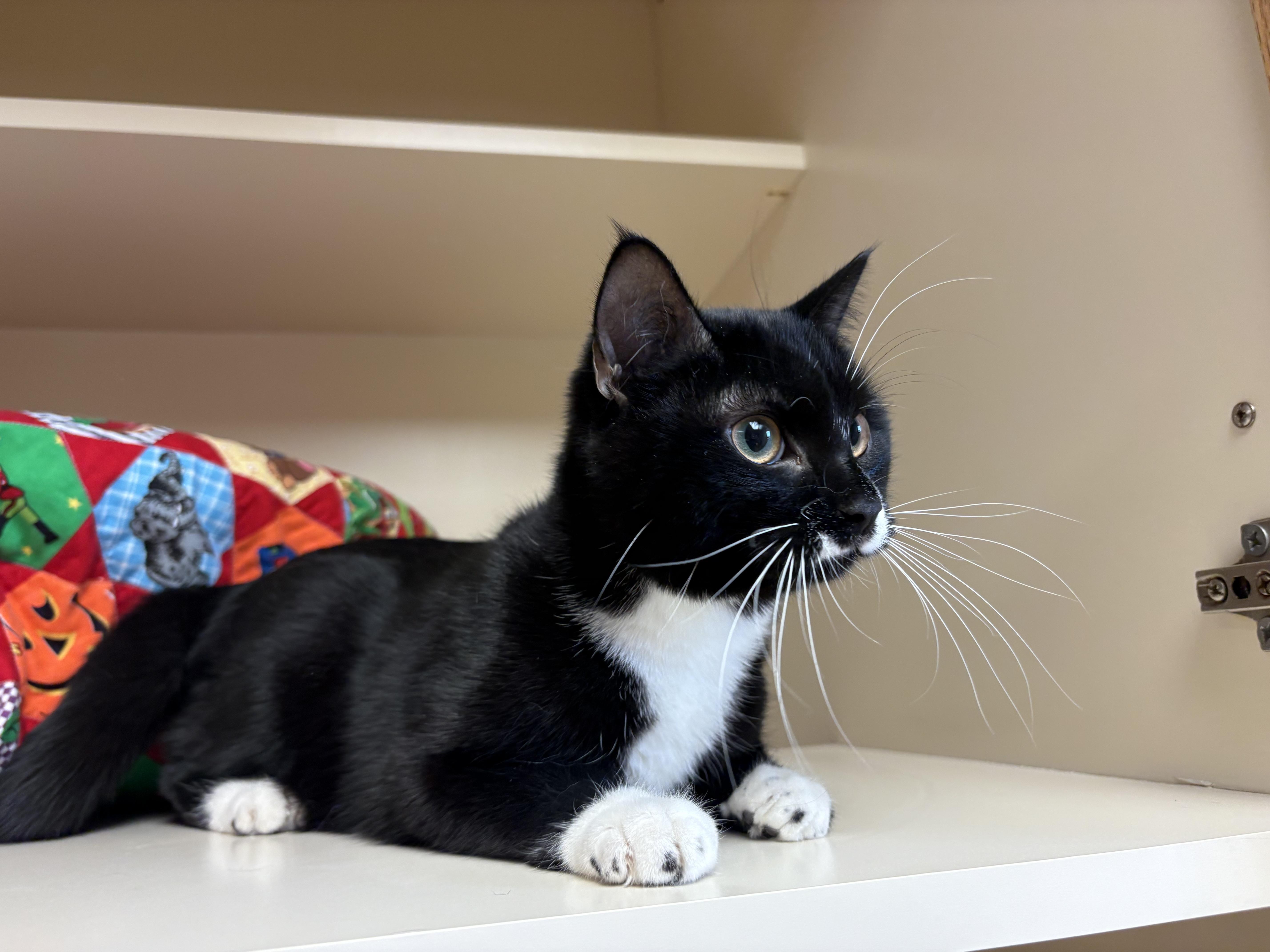 Enlarge Juniper, a ADOPTABLE mixed breed in Hays, KS image 3/6