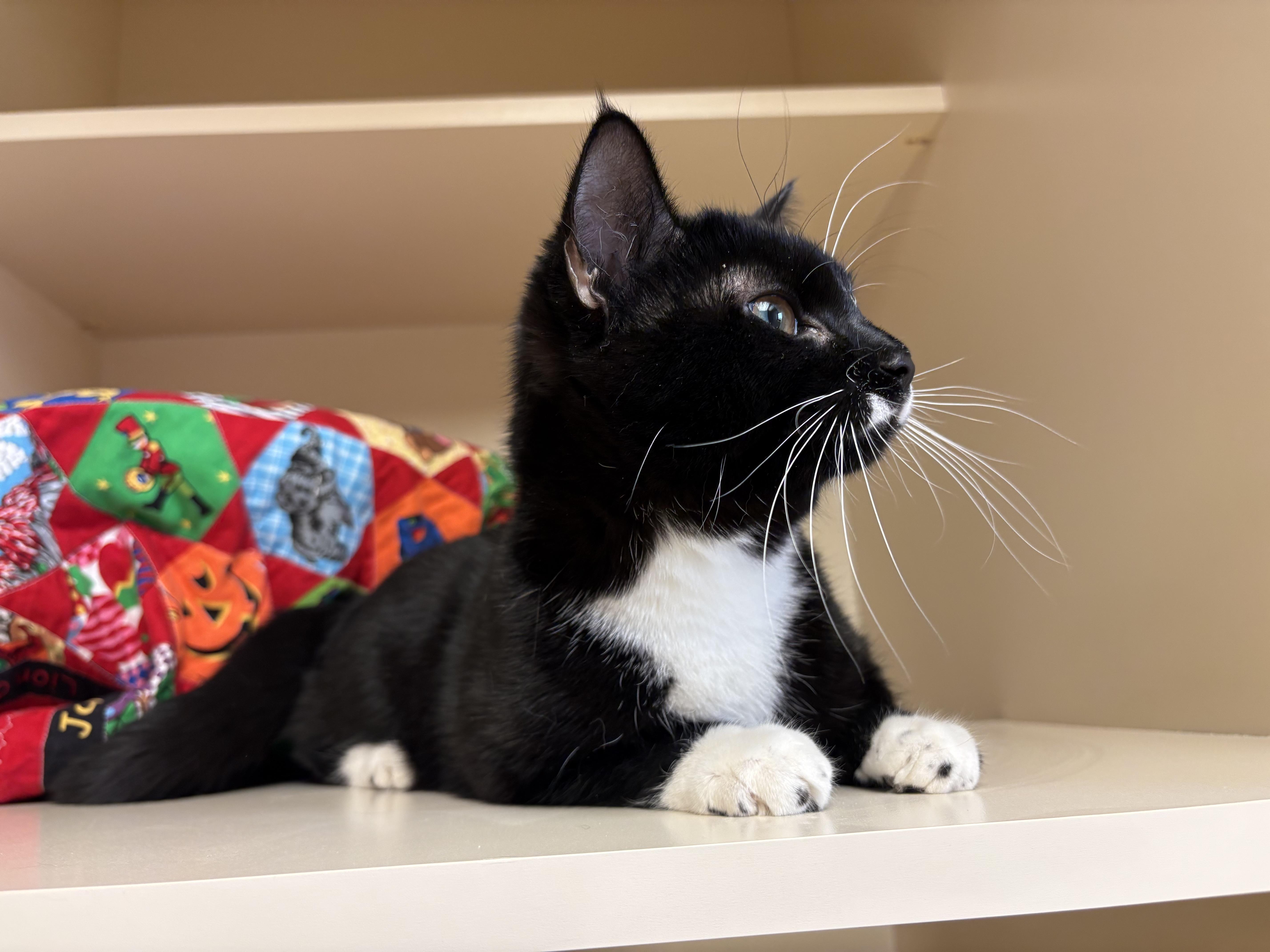 Enlarge Juniper, a ADOPTABLE mixed breed in Hays, KS image 4/6