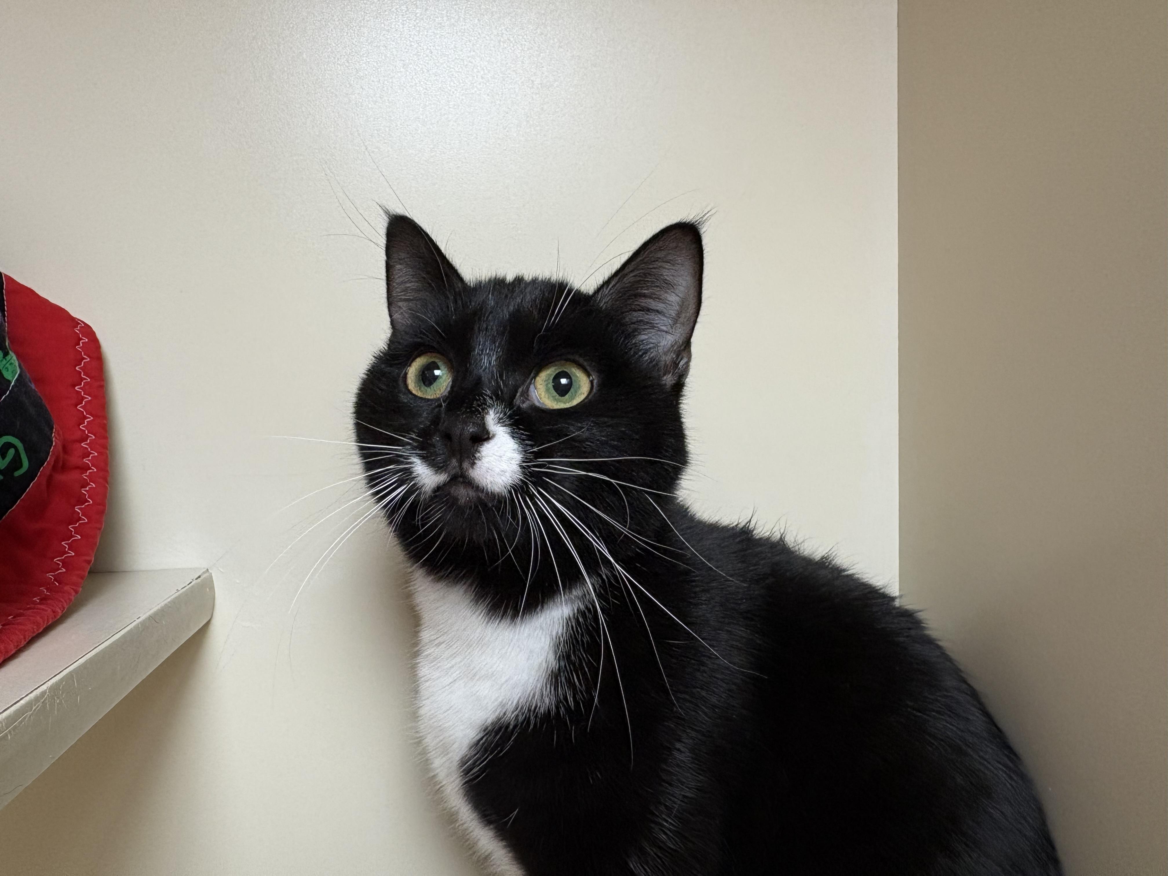 Enlarge Juniper, a ADOPTABLE mixed breed in Hays, KS image 5/6