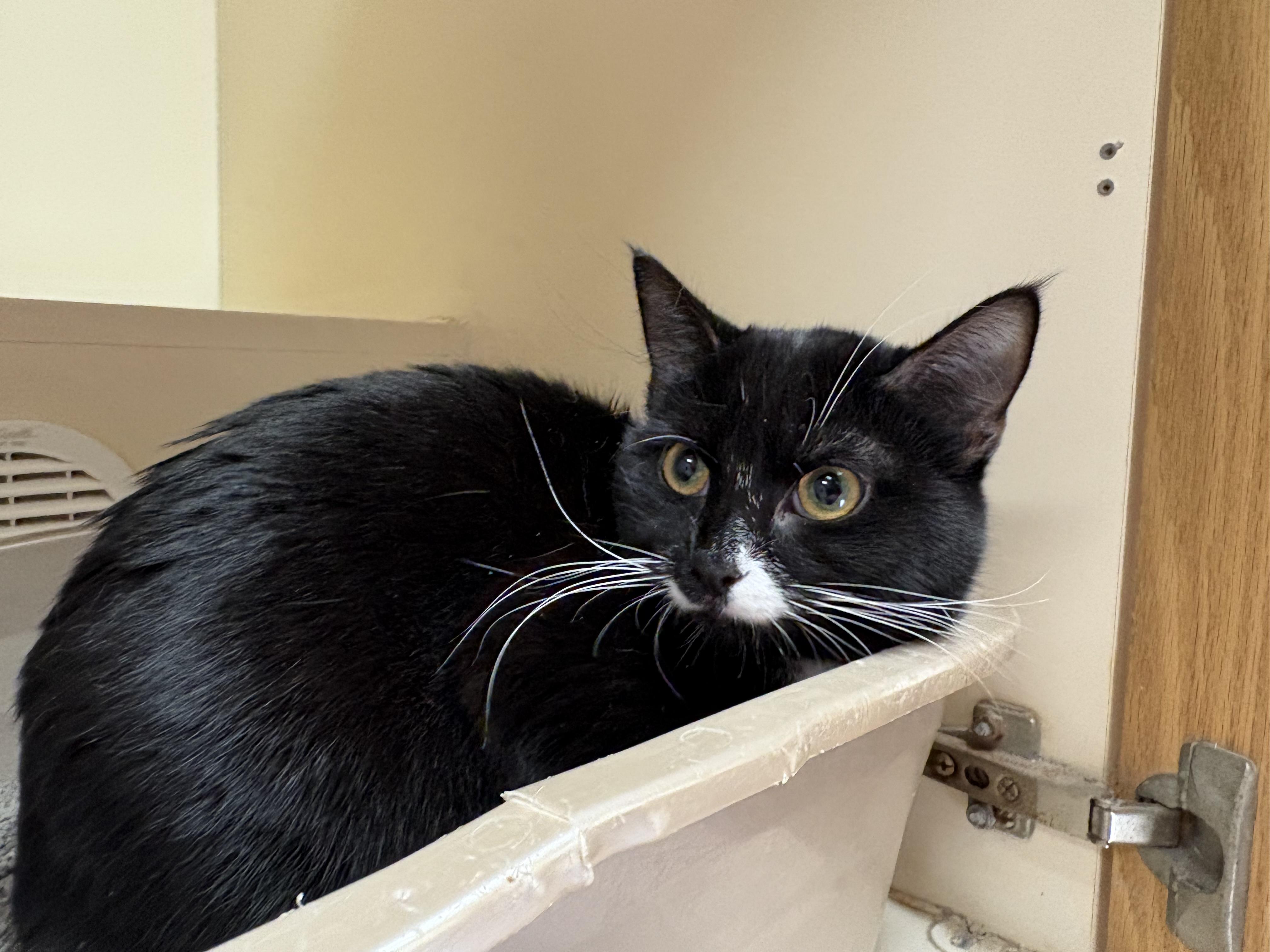 Enlarge Juniper, a ADOPTABLE mixed breed in Hays, KS image 2/6