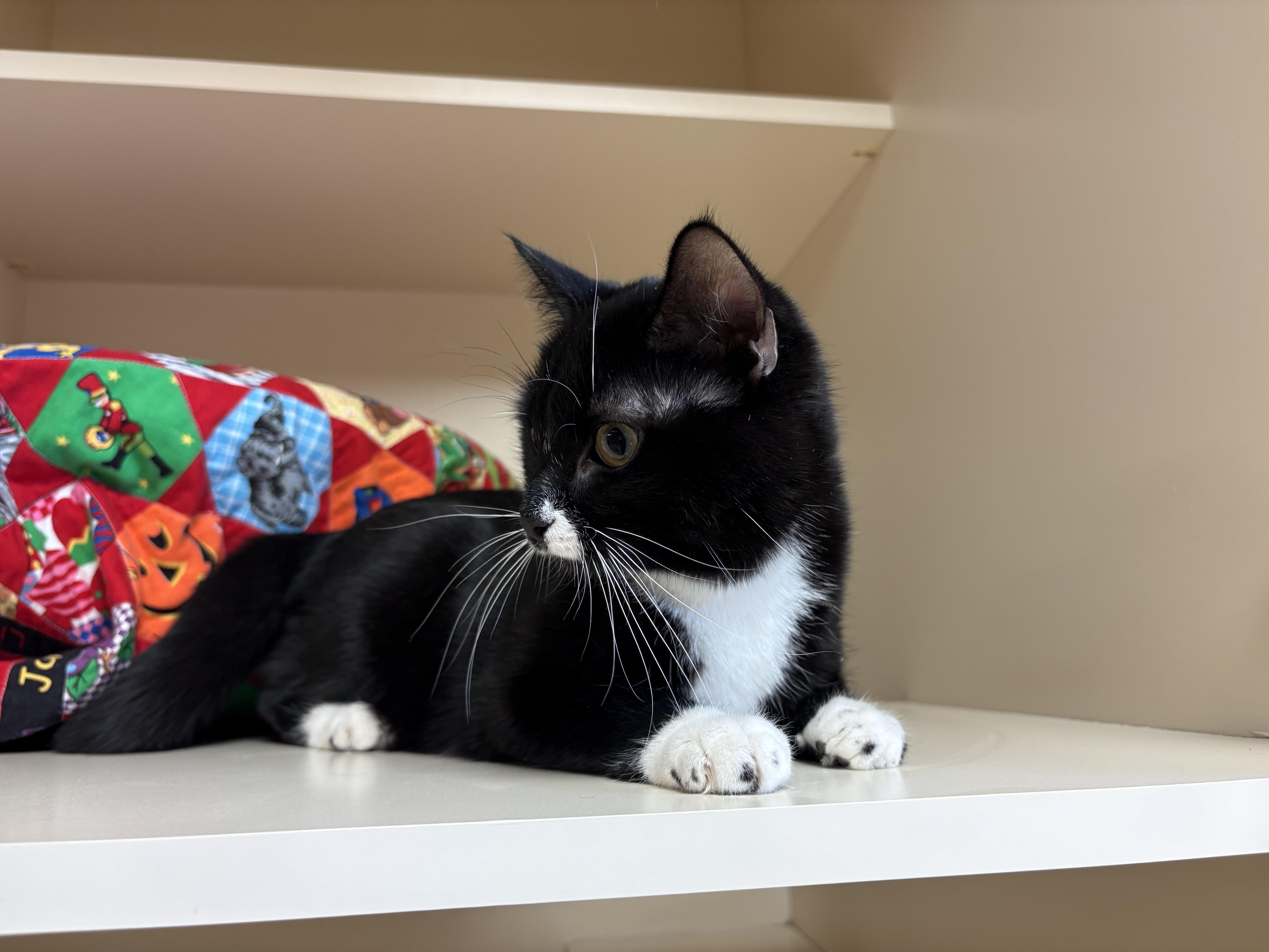 Enlarge Juniper, a ADOPTABLE mixed breed in Hays, KS image 6/6