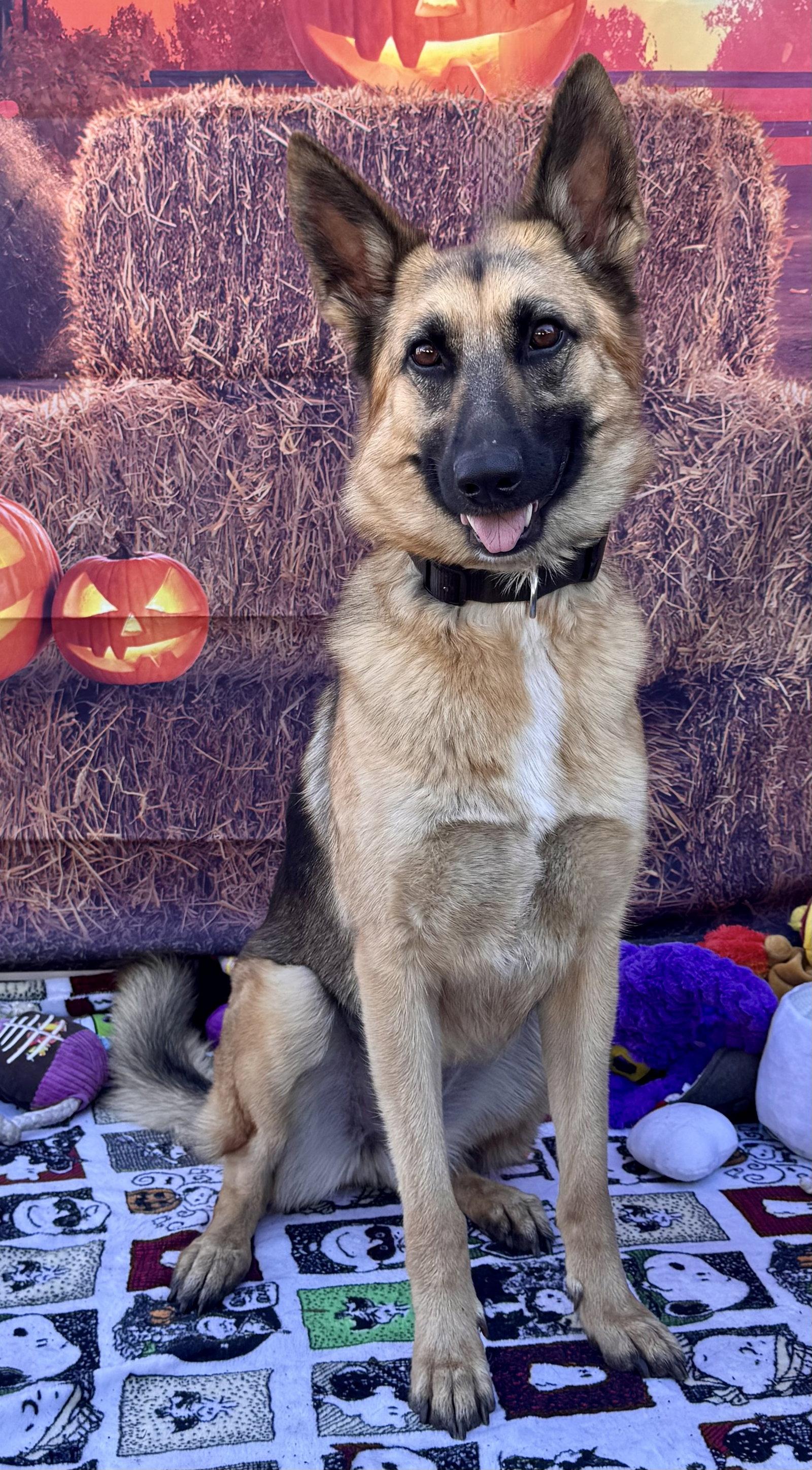 Elle, Adoptable, Young Female German Shepherd Dog.