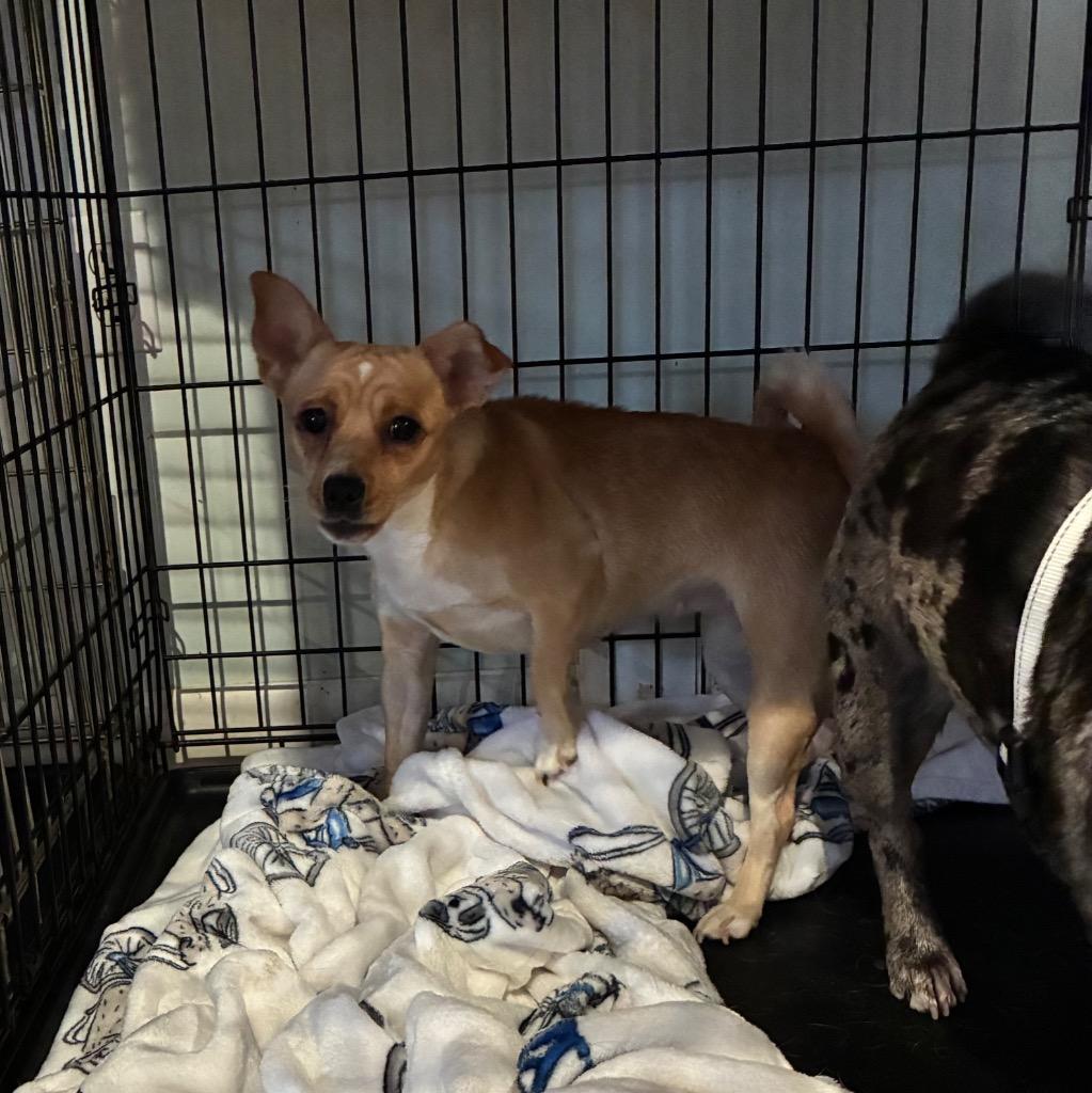 Miracle, Adoptable, Puppy Female Toy Fox Terrier & Chihuahua.