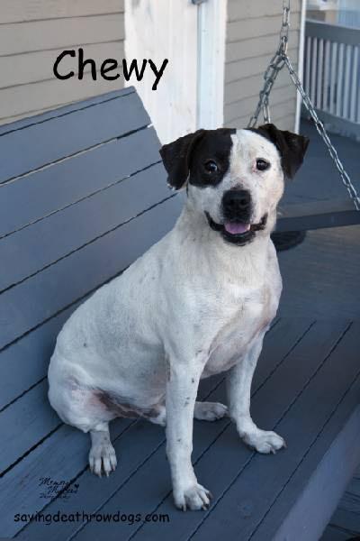 Chewy, Adoptable, Adult Male Boxer & Pit Bull Terrier.