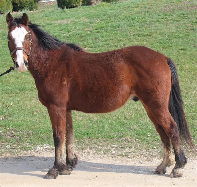 KELLOGG, Adoptable, Adult Male Arabian.