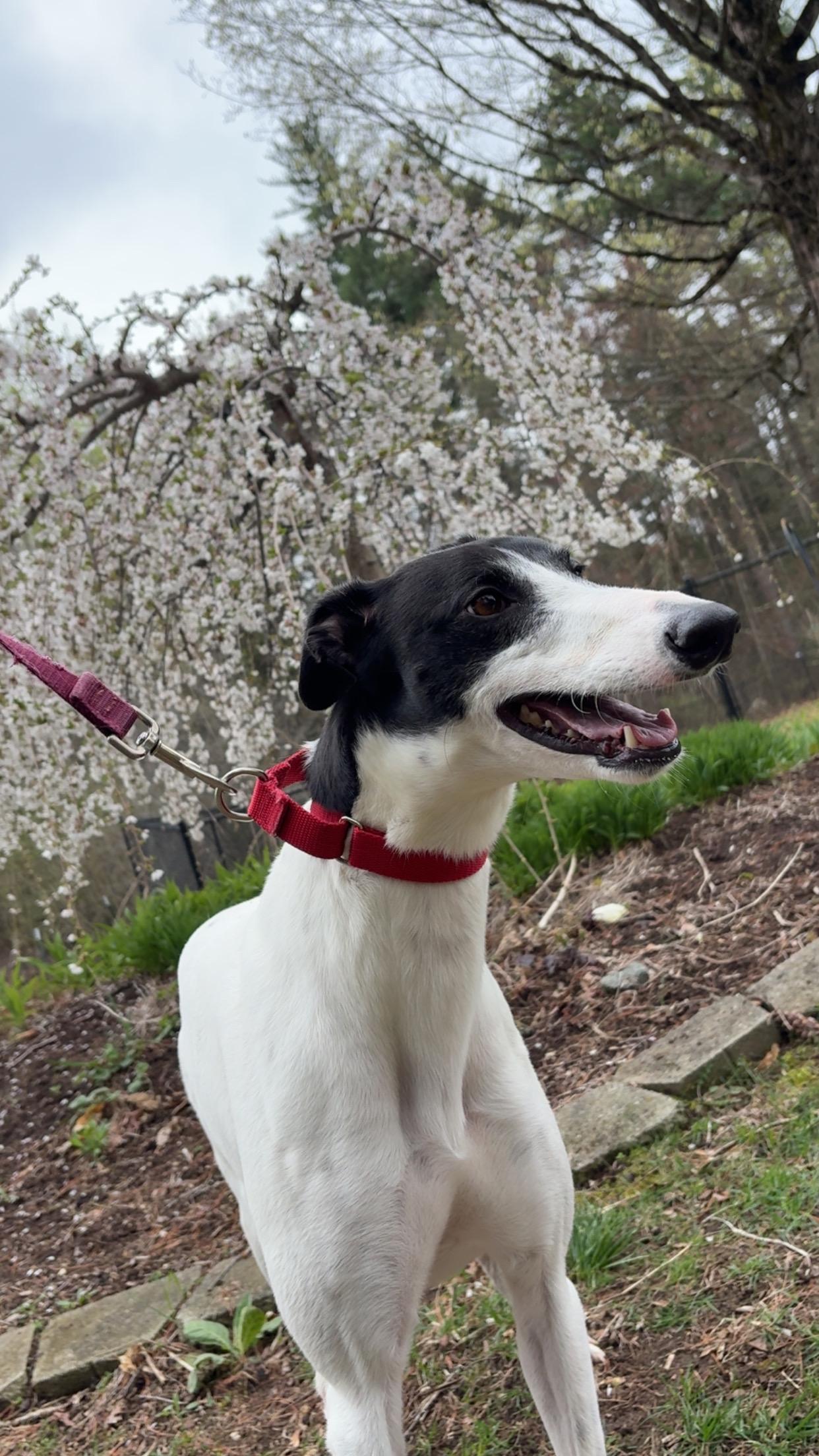Zimi, a Adoptable Greyhound in Swanzey, NH image 4/6