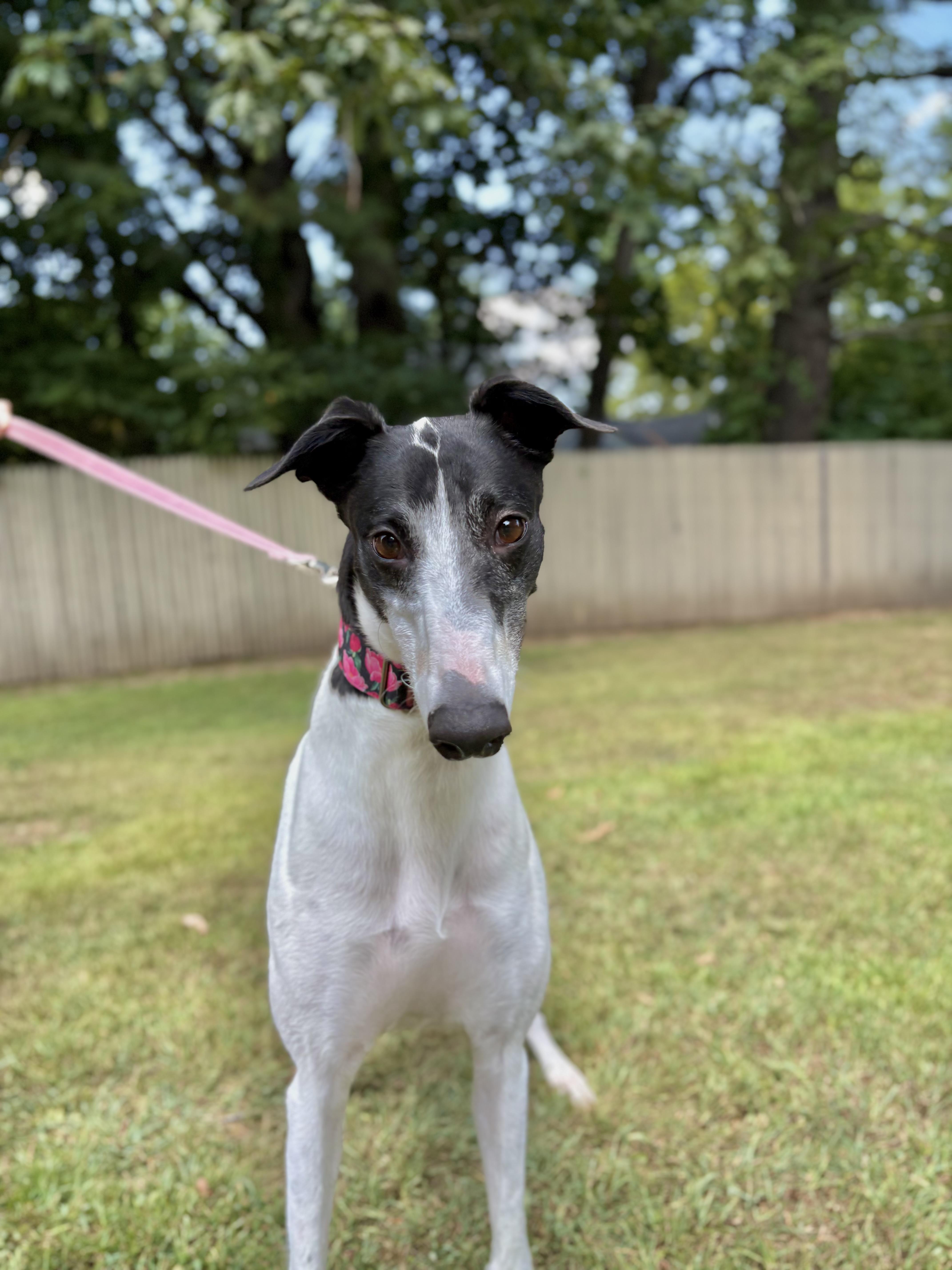 Zimi, an adoptable Greyhound in Swanzey, NH, 03446 | Photo Image 1