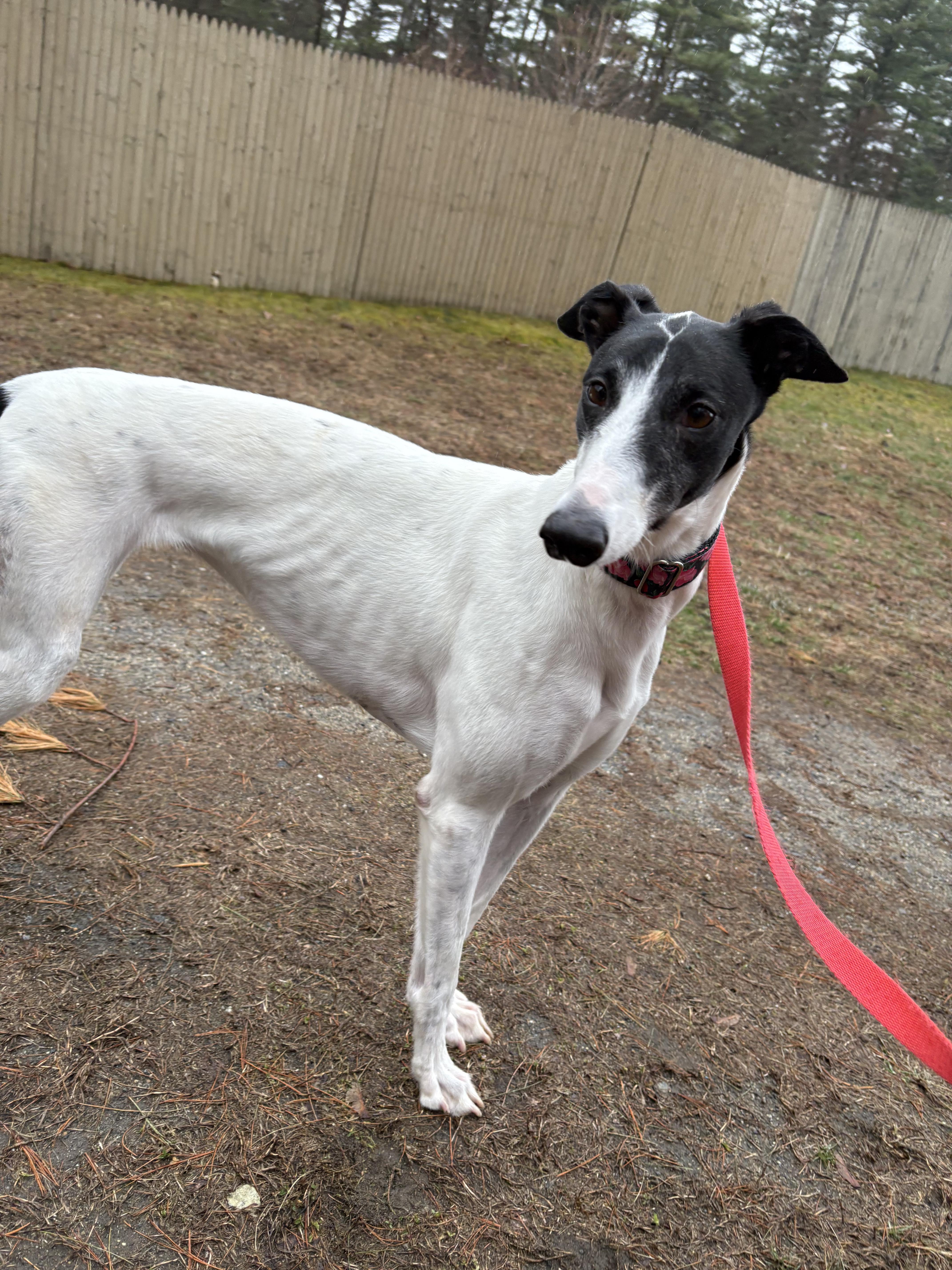 Zimi, a Adoptable Greyhound in Swanzey, NH image 5/6