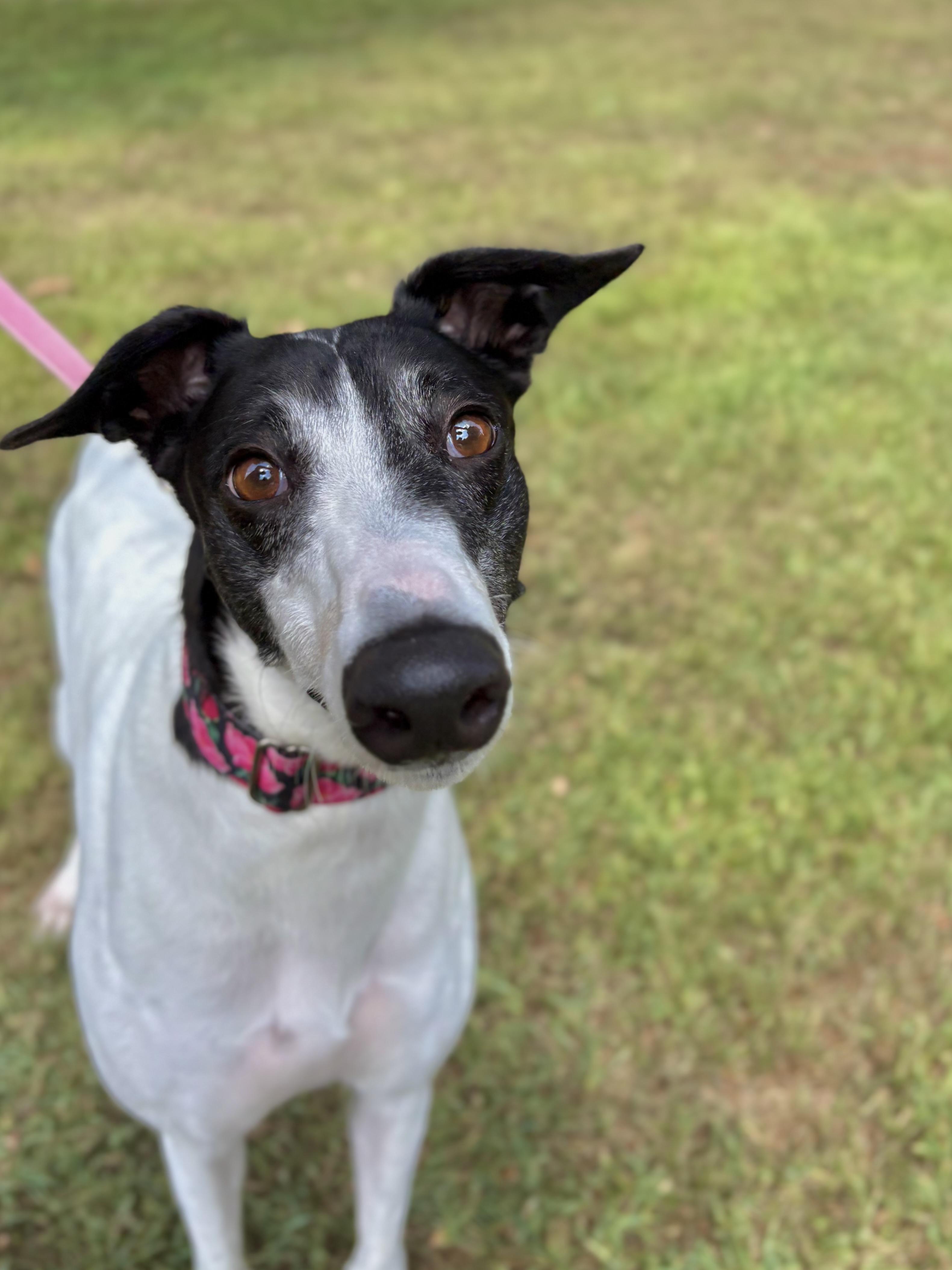 Zimi, a Adoptable Greyhound in Swanzey, NH image 2/6