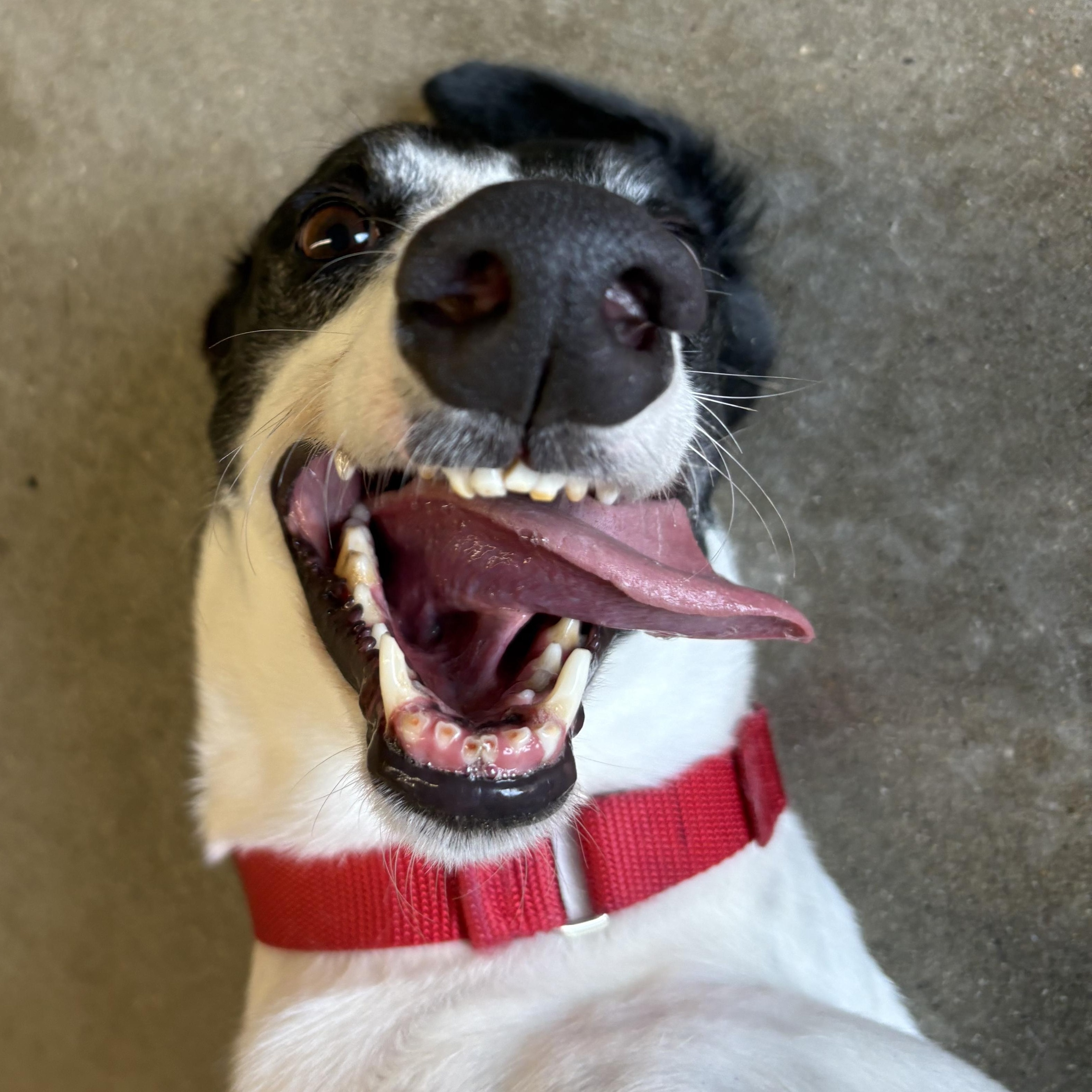 Zimi, Adoptable, Adult Female Greyhound.