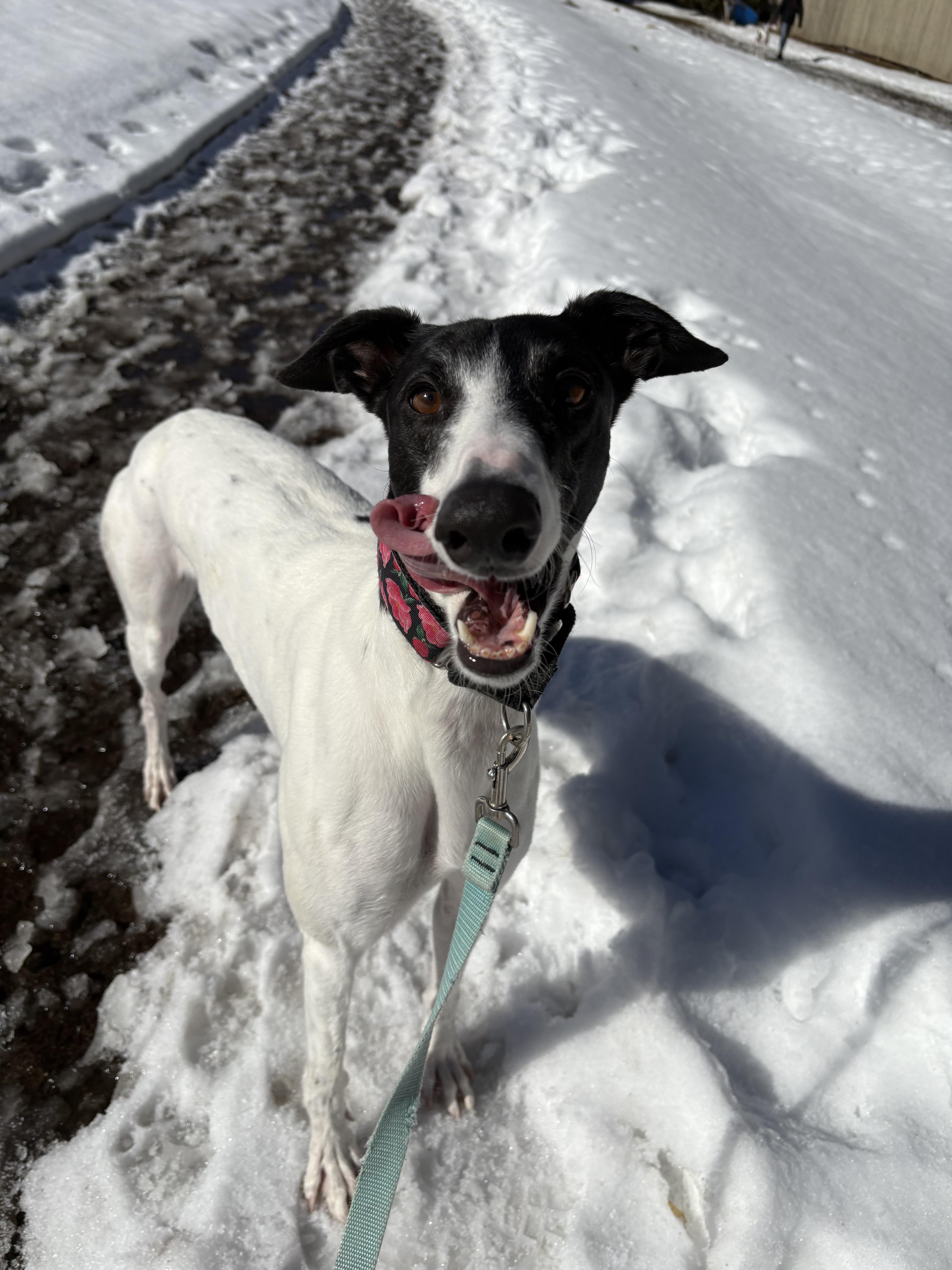 Zimi, a Adoptable Greyhound in Swanzey, NH image 3/6