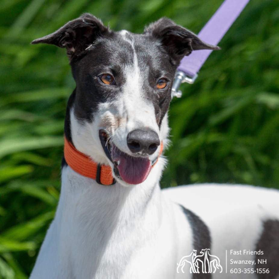 Zimi, a Adoptable Greyhound in Swanzey, NH image 6/6