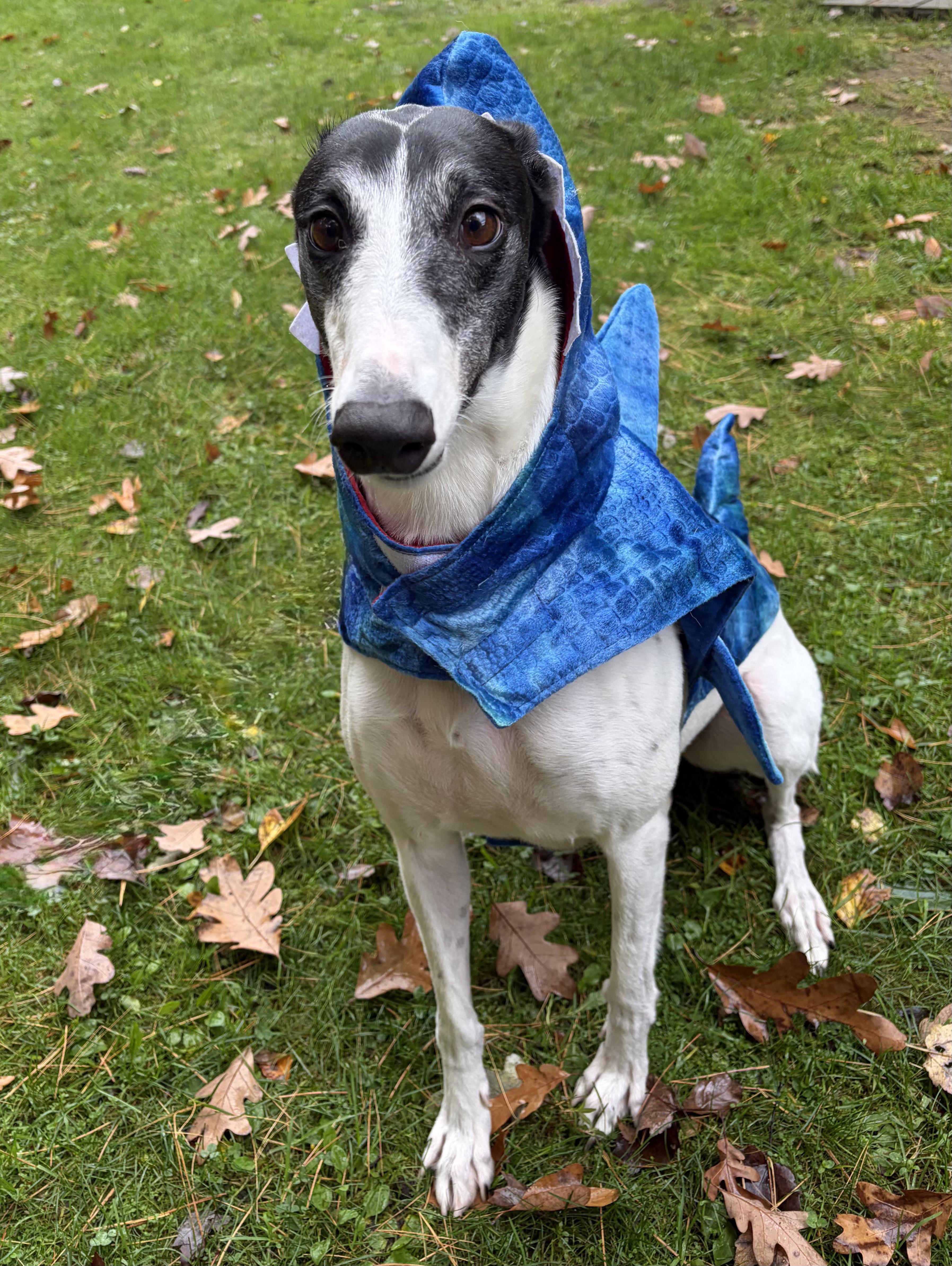 Enlarge Zimi, a Adoptable Greyhound in Swanzey, NH image 2/6
