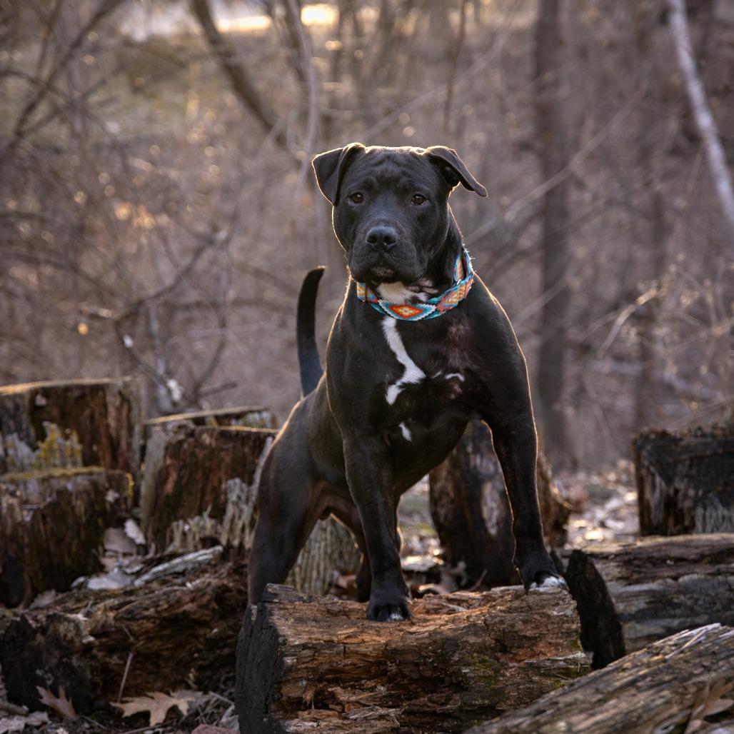 Ike, Adoptable, Adult Male Pit Bull Terrier.