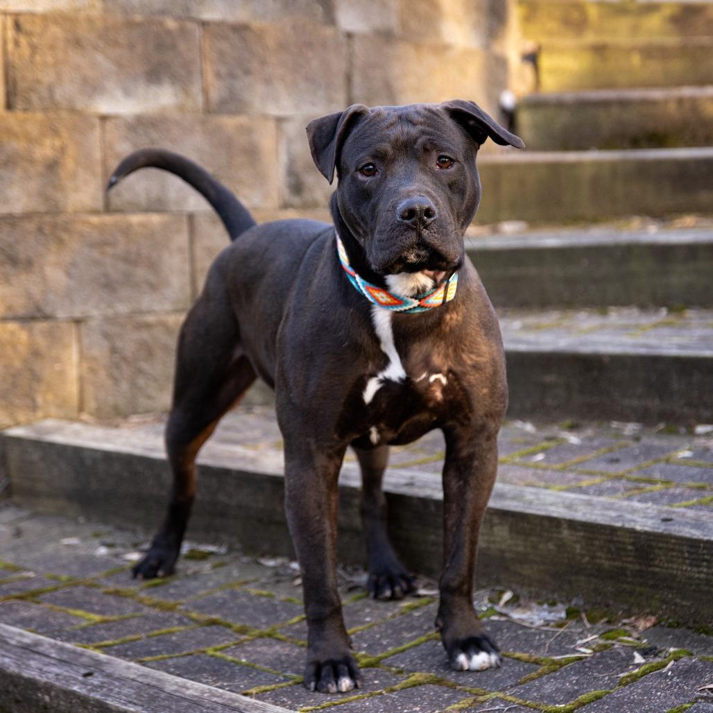 Ike, a Adoptable Pit Bull Terrier in Crystal, MN image 2/5