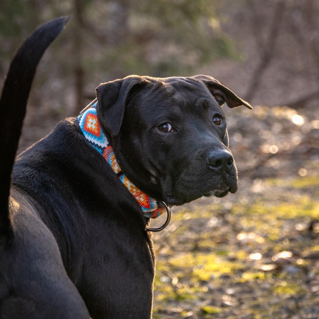 Ike, a Adoptable Pit Bull Terrier in Crystal, MN image 3/5
