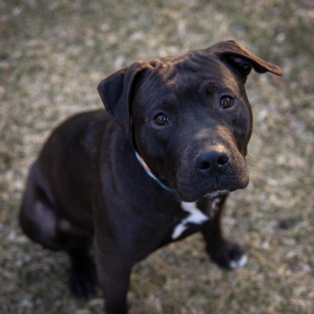 Ike, a Adoptable Pit Bull Terrier in Crystal, MN image 4/5